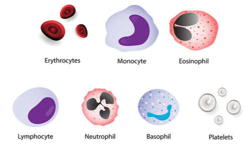 Blood cells types in Complete Blood Count Test with Differential