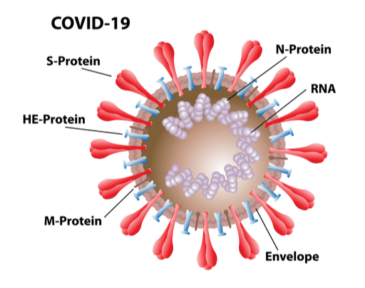 coronavirus structure includes covid-19 spike protein antigen and RNA
