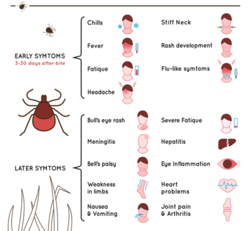 Lyme disease symptoms